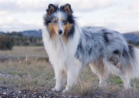 Shetland Sheepdog