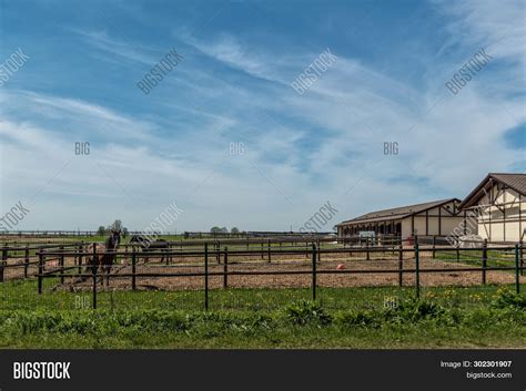 Cattle Breeding Image & Photo (Free Trial) | Bigstock