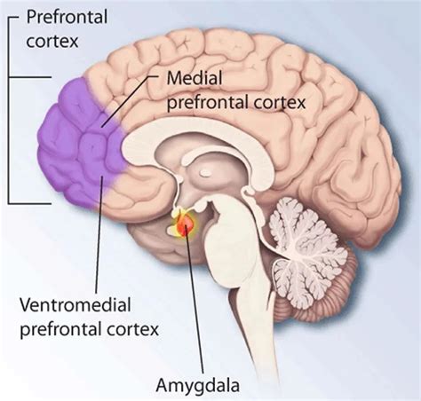 What Does It Take to Make a Memory? Study Says New Proteins ...