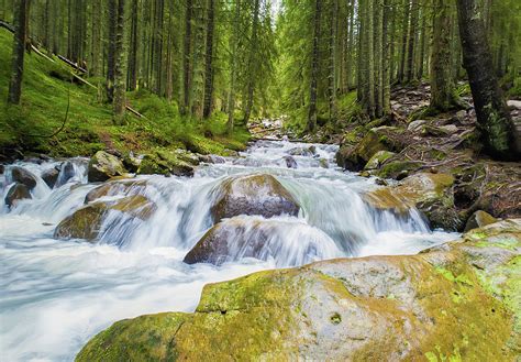 Prut river flowing through the coniferous forest on the hills of Photograph by PsychoShadow ART ...