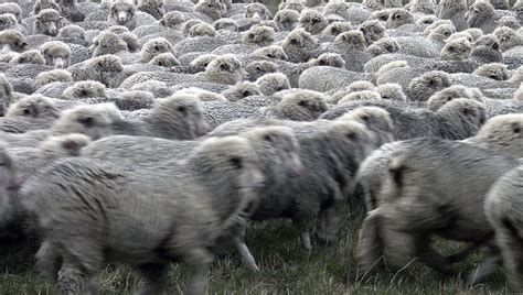 Sheep farming has played a huge | Free Photo - rawpixel