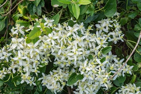 Clematis Ligusticifolia Ranjai Plant | ubicaciondepersonas.cdmx.gob.mx