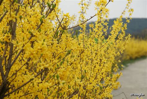 How to Grow Forsythia (Golden Bell) | How To Grow Stuff