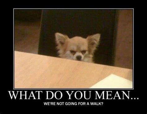 Top Angry Dog Memes - K9nerds.com