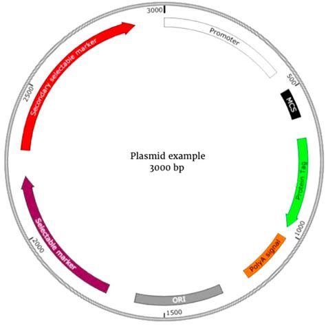 Bacterial Plasmid Structure