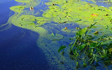 Pond Cleaning and Algae Removal | Steps to Clear Pond Water