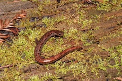 California Slender Salamander, San Mateo County, CA, April 2018 | San mateo county, San mateo ...