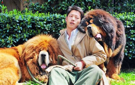 Tibetan mastiff world's most expensive dog: Meet the dog that has sold ...