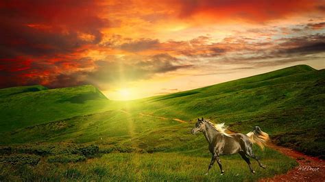 Sunset Horse In A Field - pic-dink