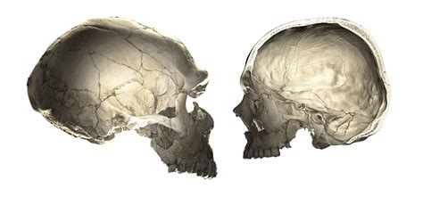 Modern humans with Neanderthal DNA have different head shapes - Earth.com