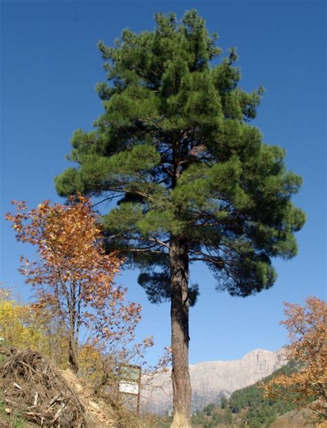 60+ Different Types Of Pine Trees (With Names and Pictures)