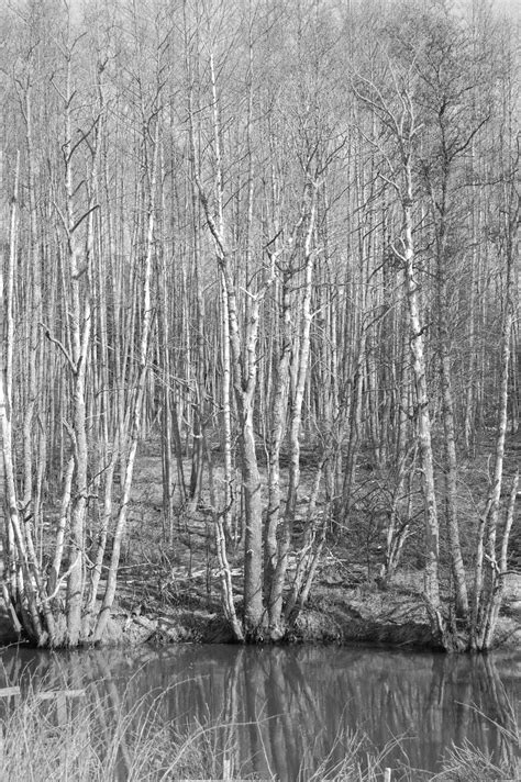 Free Images : art, black and white, branches, grayscale, monochrome ...