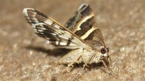 Identify Moth Infestation - East Anglian Pest Control