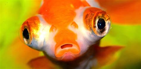 15 Impressive Fish With Big Eyes