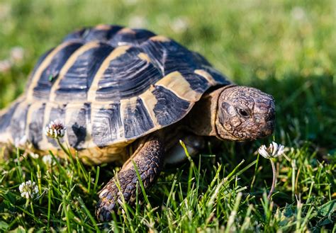 ¿Por qué las tortugas son tan lentas? - Animalear.com