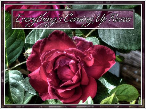 Everything's Coming Up Roses Photograph by Leslie Montgomery - Fine Art ...