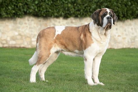 St Bernard | Breed info and advice| zooplus Magazine