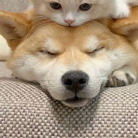 Cute kitten & her dog, love forever|Best cute matching pfp for couples ...