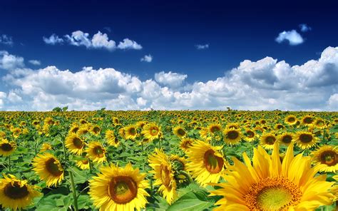 Summer sunflowers field wallpaper | 2560x1600 | #32032