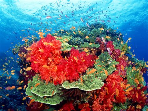 Genesis Nature Blog: Coral Reef Habitats