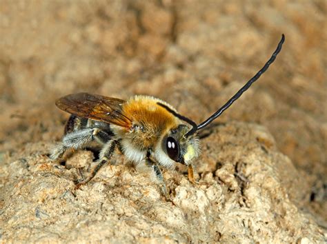 Biodiversity Gatwick: Roving Records: Un-bee-lievable find in the North West Zone (20/05/2014)