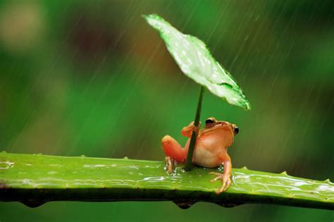 Political Calculations: Inventions in Everything: Frog Umbrellas