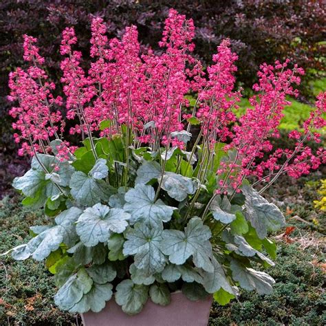 Heuchera Dolce® Spearmint | White Flower Farm