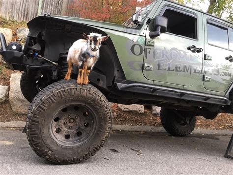 All about the #GoatLife at the shop!! Oprah the Jeep with Sebastian the Goat! | Jeep, Monster ...