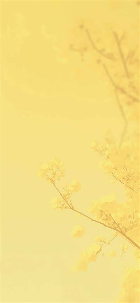 Download Sun-kissed Aesthetic Yellow Background | Wallpapers.com