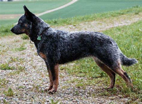 Texas Heeler - Australian Cattle Dog Shepherd Mix - Animal Corner