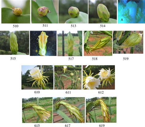 Dragon Fruit Plant Growth Stages