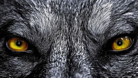 Angry Wolf Eyes Wallpapers - www.Wolf-Wallpapers.pro