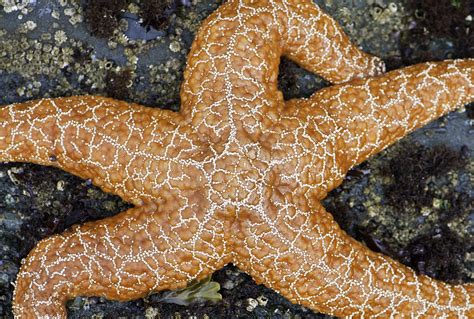 Orange Starfish Sprawl Photograph by Sarah Crites