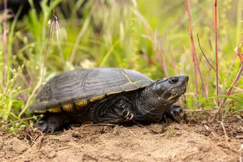 Yellow Mud Turtle Care: Everything That You Need To Know