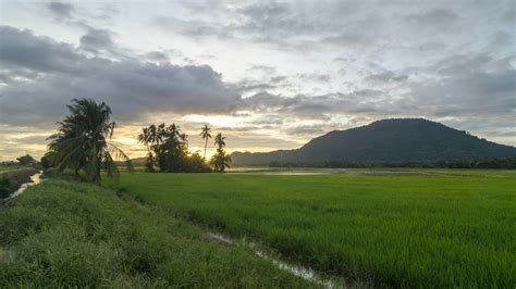 Timelapse sunrise of green paddy field 8874072 Stock Video at Vecteezy