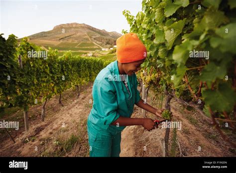 Woman in vineyard picking grape. Picker harvesting grapes on the vine Stock Photo - Alamy