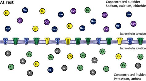 The Membrane at Rest – Foundations of Neuroscience