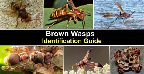 Types of Brown Wasps (With Pictures) - Identification Guide