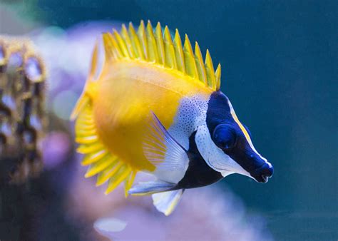 Fish Focus: Foxface Rabbitfish – First Time Fish Keeper