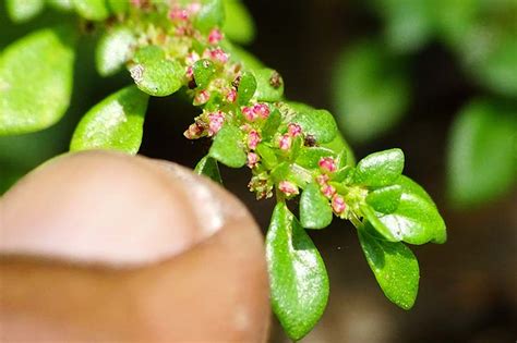 How to Grow and Care for an Artillery Plant Indoors