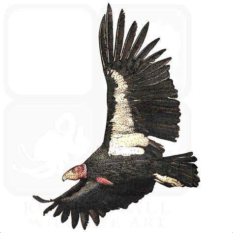 Stock Art Drawing of a California Condor in Flight - inkart