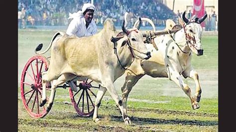 State level bullock-cart race on January 1 at Landewadi - Hindustan Times