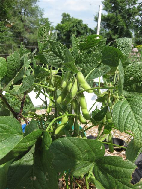 Veggieville: Gardening to Fight Hunger: Green Beans - Plant Twice and ...