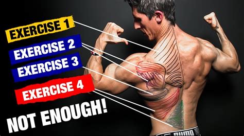 Back Muscle Workout Diagram | Blog Dandk