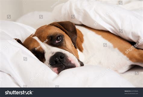 Boxer Dog Sleeping In Owner'S Bed Stock Photo 62918569 : Shutterstock