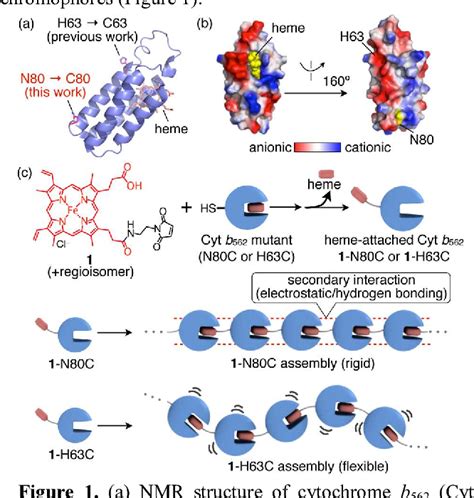 Figure 1 from Supramolecular Hemoprotein Assembly with a Periodic Structure Showing Heme-Heme ...