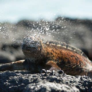 Marine Iguana Facts and Pictures