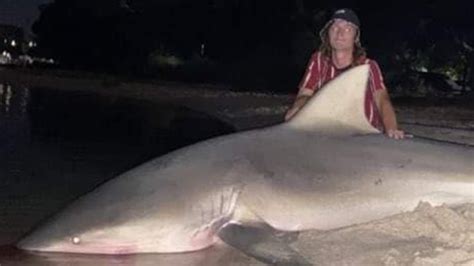 Swan River shark, Stella Barry: Fisherman catches massive bull shark ...