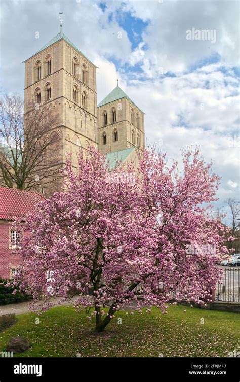 View of medieval Munster Cathedral or St -Paulus-Dom in Munster in Germany Stock Photo - Alamy