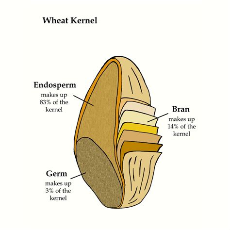 Wheat Kernel by Ideallustration on DeviantArt